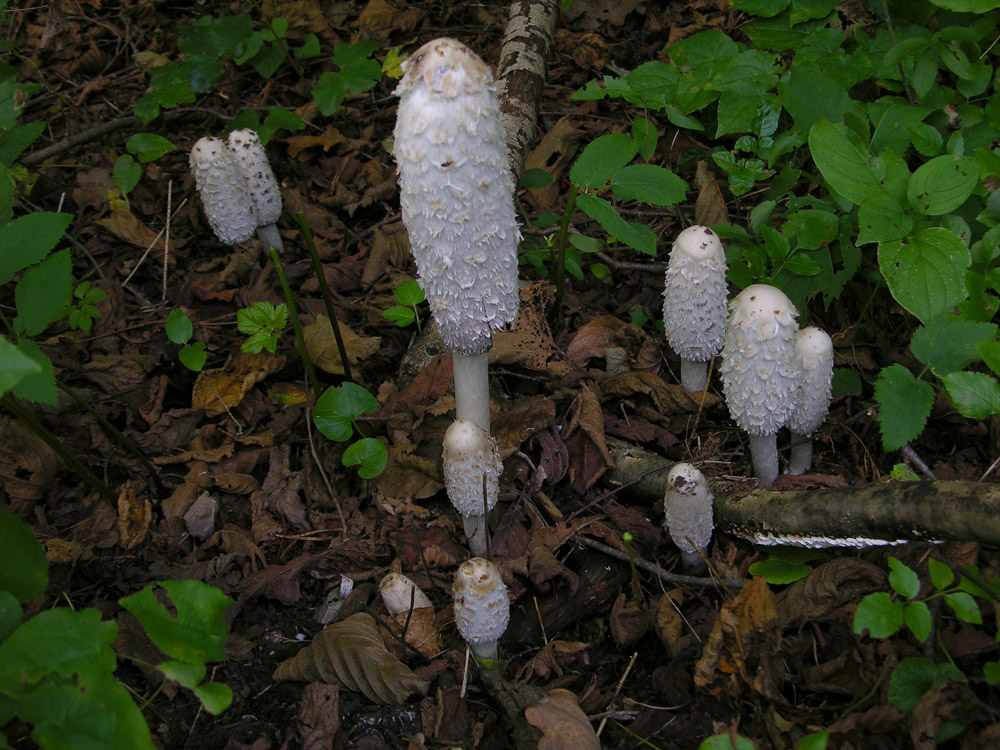 Tempo di Coprinus...